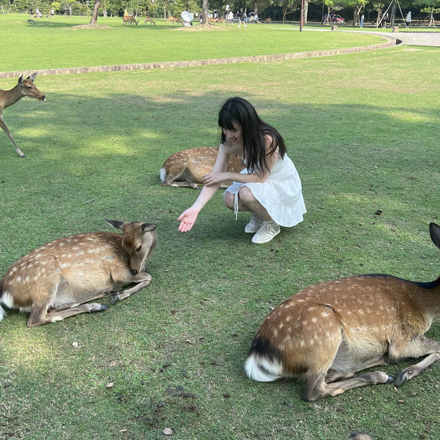 일본 오사카 여행, 사슴의 동네 나라 도다이지 어떠세요?