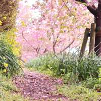 富士山×桜が絶景！神奈川のおすすめ桜スポット