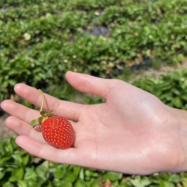 Ruakura Berry Exciting Day 