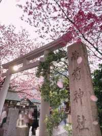 【東京】桜とミモザのコラボ🌸もふもふに癒されたい人集まれー!!