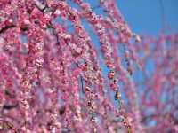 Suzuka forest garden 
