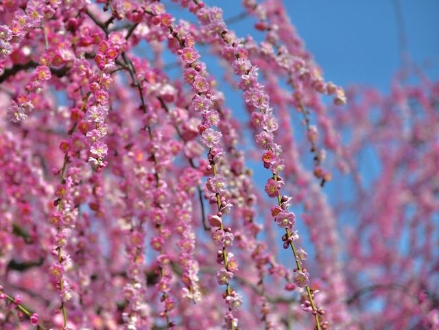Suzuka forest garden 
