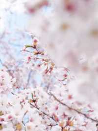 御殿場　富士霊園の桜