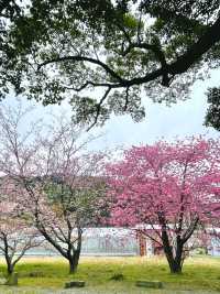 【川津来宮神社/静岡県】鮮やかな河津桜と大楠