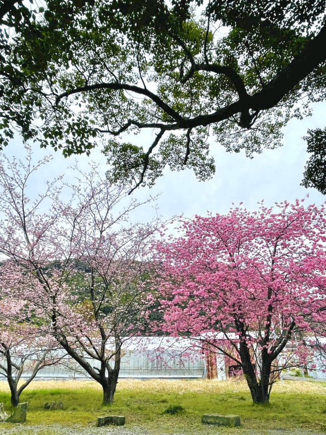 【川津来宮神社/静岡県】鮮やかな河津桜と大楠