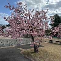 兵庫淡路島春之櫻祭🌸