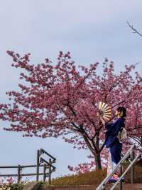 【空と海の青にピンクが映える西海橋の河津桜】
