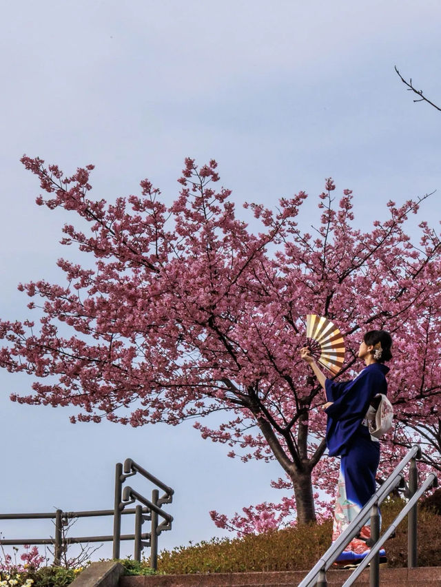 【空と海の青にピンクが映える西海橋の河津桜】
