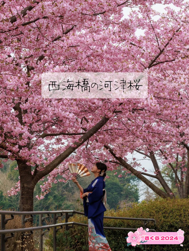 【空と海の青にピンクが映える西海橋の河津桜】