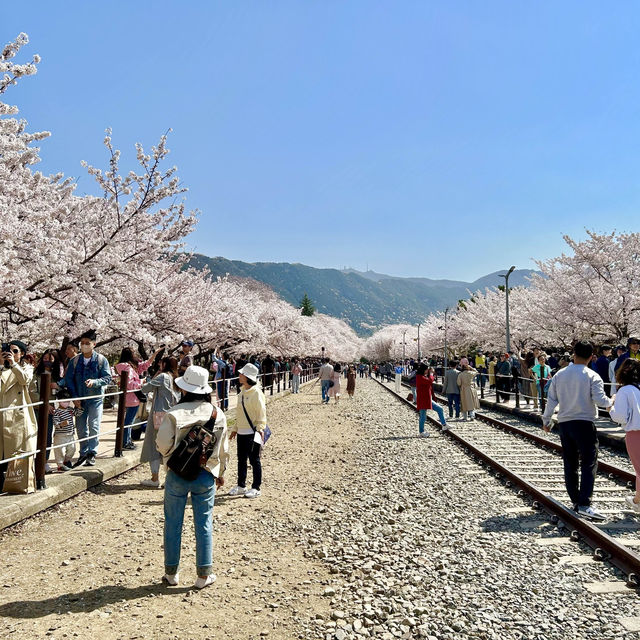 🇰🇷釜山｜賞櫻🌸鎮海賞櫻一日遊