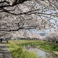延々と続く桜並木は圧巻