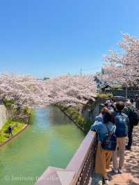江戸時代の春の京都へタイムスリップ、伏見十石舟の桜