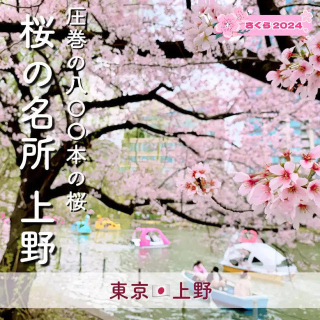 【駅近】800本の桜をお花見🌸桜の名所『上野』