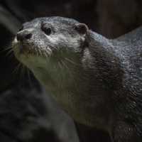 【金澤動物園】可愛動物表演，充實又開心的遊覽體驗！
