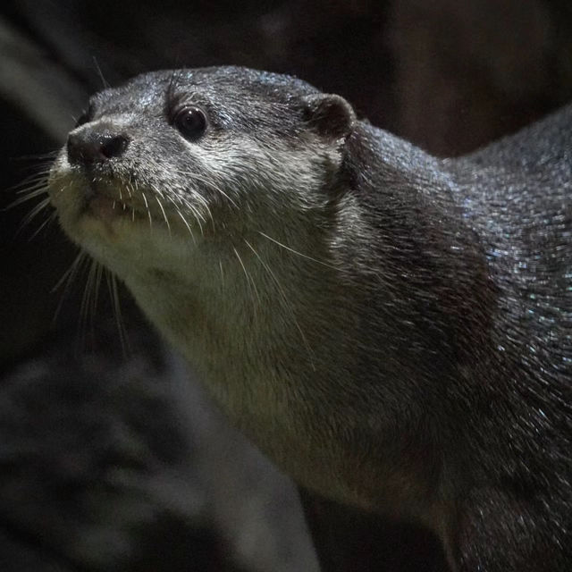 【金澤動物園】可愛動物表演，充實又開心的遊覽體驗！