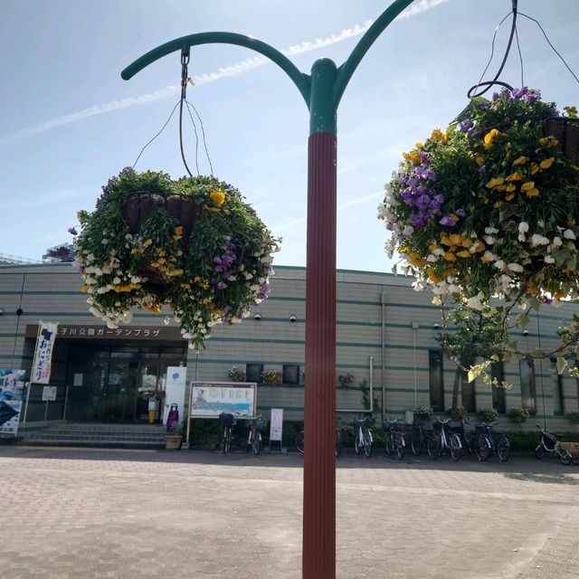 名古屋市の桜名所「荒子川公園」
