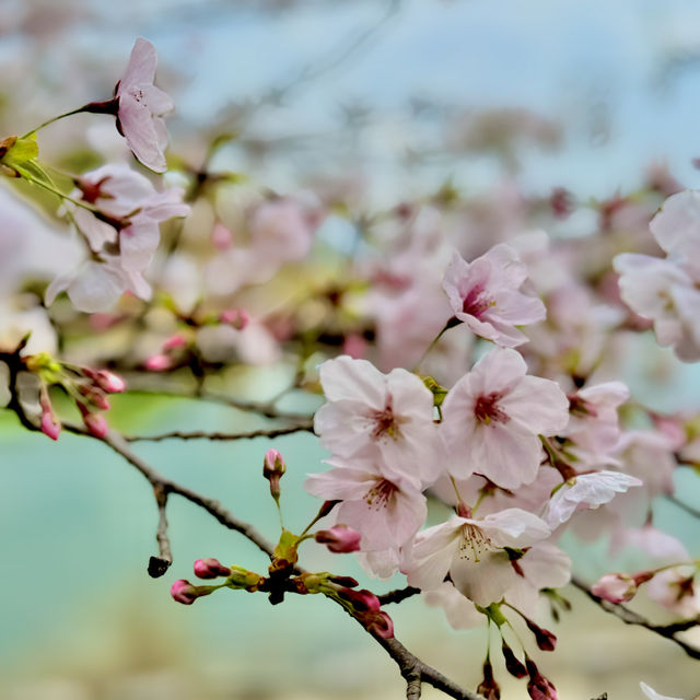 豊橋公園