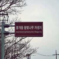👍🏻 제주도에서 만난 왕벚나무의 비밀, 천연기념물이 된 이유!