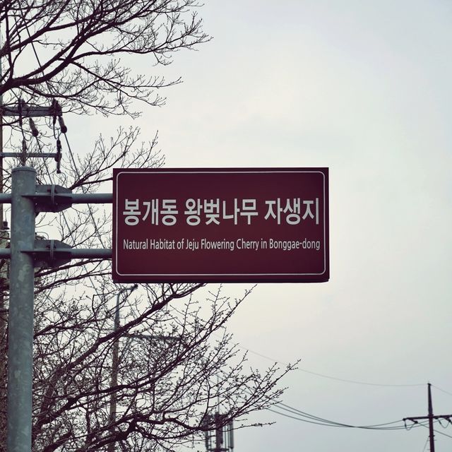 👍🏻 제주도에서 만난 왕벚나무의 비밀, 천연기념물이 된 이유!