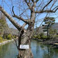 【山口　錦帯橋】吉香神社