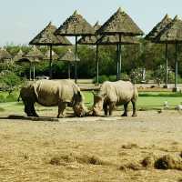 🇹🇭 Wild Adventures Awaits at Safari World 