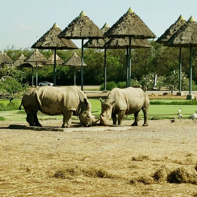 🇹🇭 Wild Adventures Awaits at Safari World 