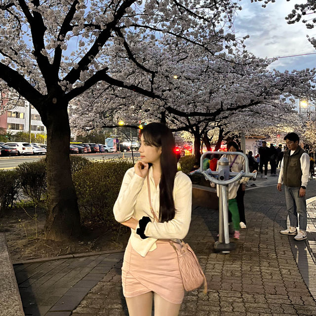 실시간 청주 벚꽃 스팟 ! 