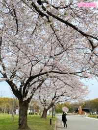 【2024年桜】満開前日の森ノ宮駅側