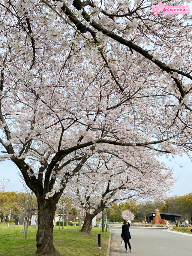 【2024年桜】満開前日の森ノ宮駅側