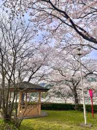 【鳥取　境港】灯台と桜が一緒に楽しめる公園