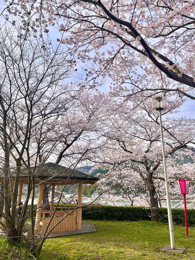 【鳥取　境港】灯台と桜が一緒に楽しめる公園