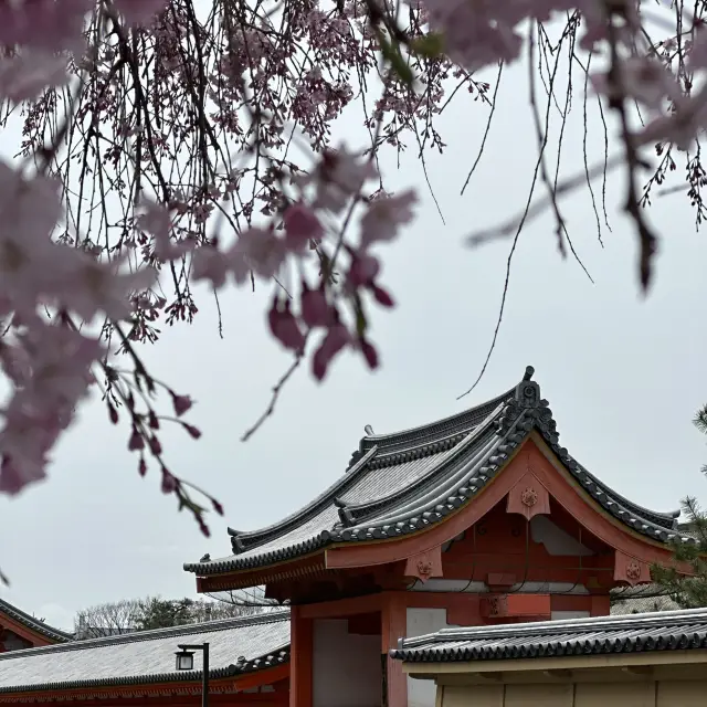 京都の観光地で見つけた桜🌸