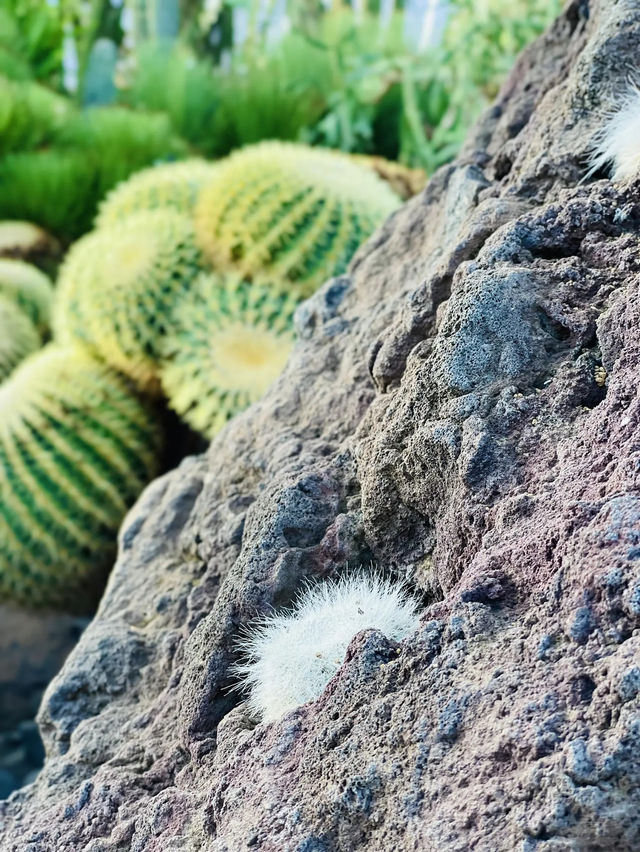 【伊豆】世界中のサボテンと動物たちと触れ合える伊豆シャボテン動物公園🌵🦚