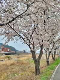 지금 원주천엔 벚꽃물결이 한가득🌸