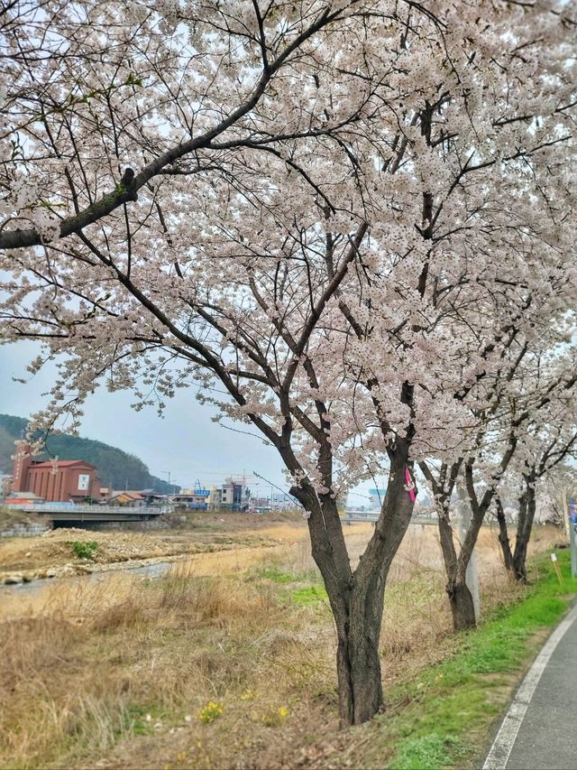 지금 원주천엔 벚꽃물결이 한가득🌸