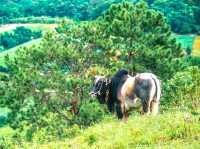 Rong Kla Panorama Scenic View