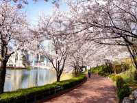 Cheery Blossom by the Seokchon Lake