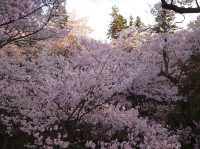 【長野】🌸高遠城址公園：春季櫻花盛開，絕美景緻不可錯過