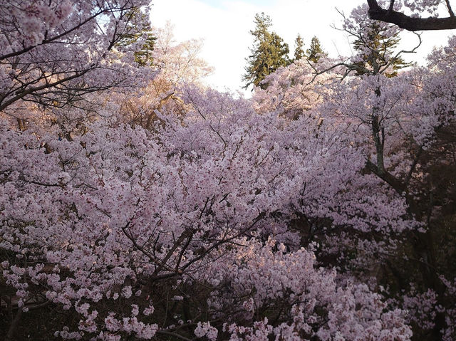 【長野】🌸高遠城址公園：春季櫻花盛開，絕美景緻不可錯過