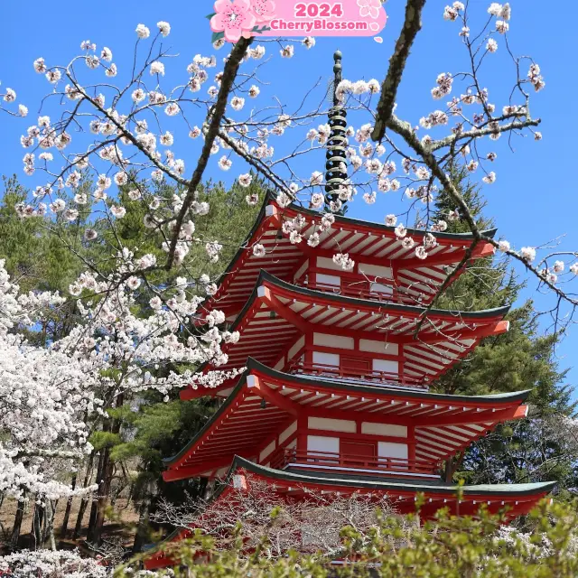 🌸 Blossom Magic, I am coming😍 to Japan 🇯🇵