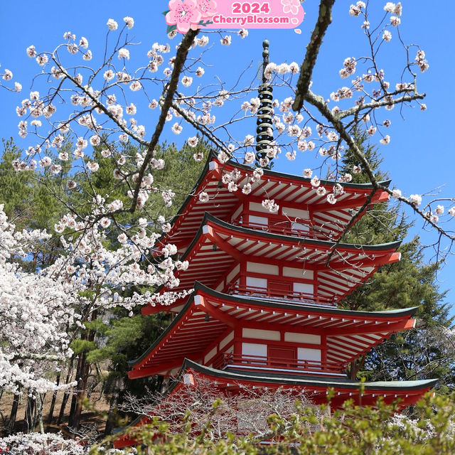 🌸 Blossom Magic, I am coming😍 to Japan 🇯🇵