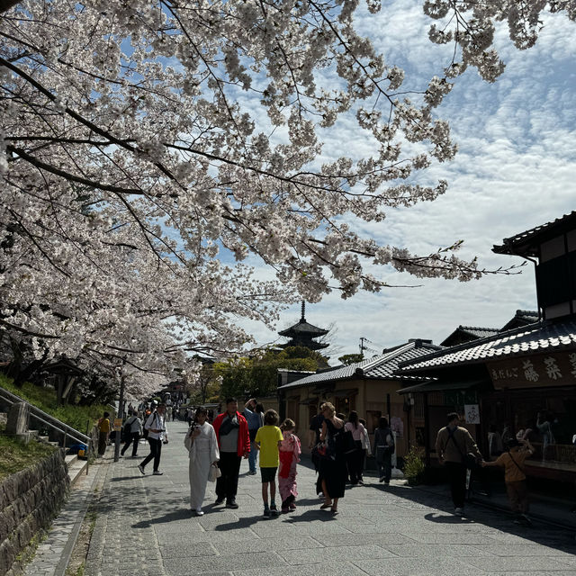 京都の綺麗な桜達🌸