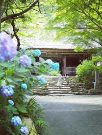 【山口】紫陽花寺の別名を持つお寺