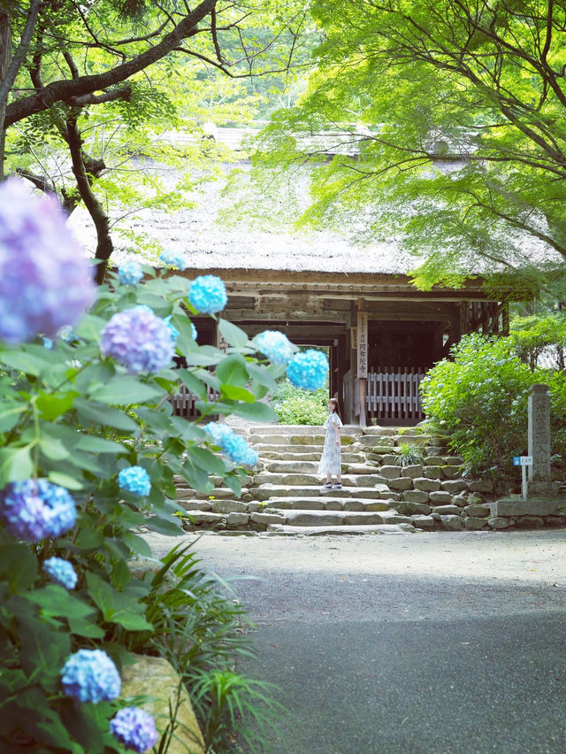 【山口】紫陽花寺の別名を持つお寺