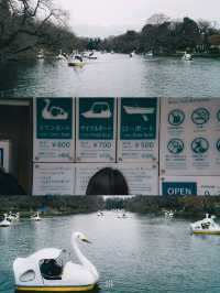 🌸 ปั่นเรือหงส์ ชมซากุระที่ Inokashira Park
