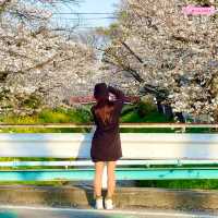 【埼玉】美しい川沿いの桜🌸名所