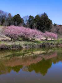 【栃木】益子町 里山の春