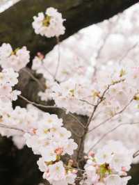 ปิกนิกชิลๆ ที่ ‘สวน Shinjuku Gyoen’ 🌸🌳