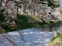 弘前公園櫻花適合春天遊玩