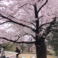 目黒川の桜まつり